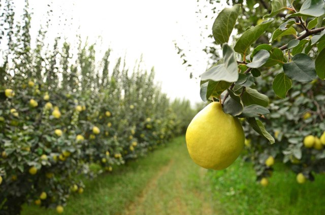 Žuta, mirisna i sadrži više vitamina C od limuna